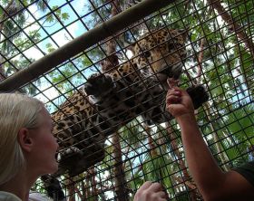 jaguar in the Belize zoo – Best Places In The World To Retire – International Living